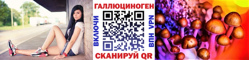 Купить где  Болотное  Галлюциногенные грибы Psilocybe 